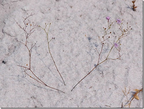 planta carnivora thumb Planta carnívora rara é descoberta no Brasil