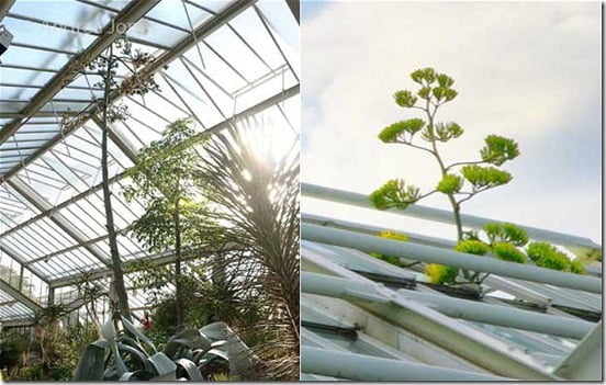 agave franzosinii thumb Planta floresce uma vez em 40 anos
