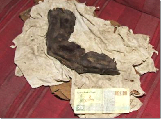 dedo gigante3 thumb Dedo gigante de 38 cm é encontrado no Egito