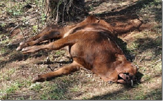 mutilacao vacas thumb Novos relatos de mutilações de vacas na Argentina