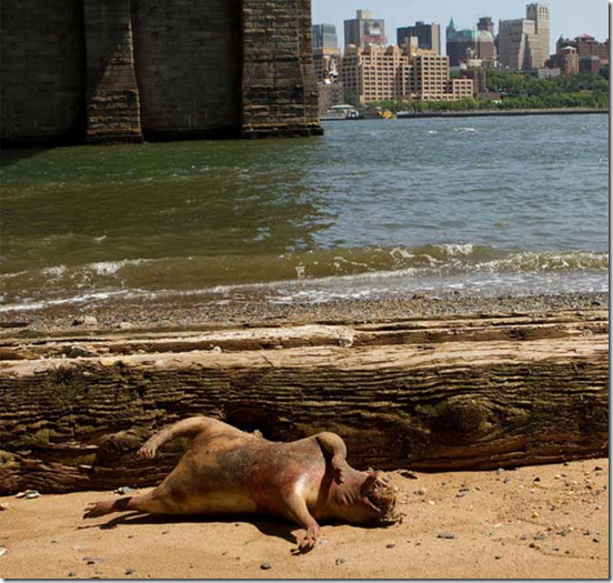 criatura nova iorque3 thumb Criatura misteriosa aparece em Nova York