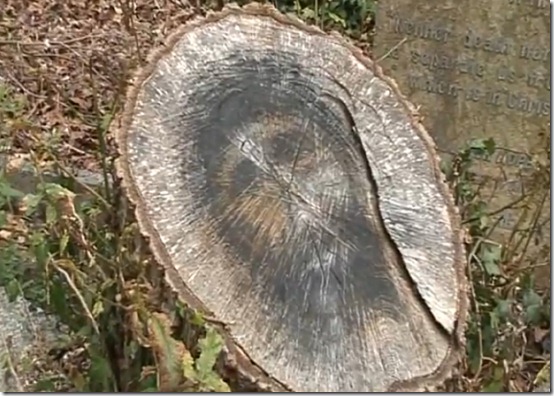 toco jesus thumb Rosto de Jesus aparece em tronco de árvore