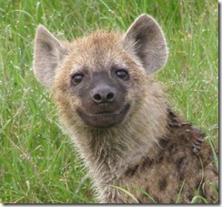 hienas thumb Hienas são tão brilhantes como os primatas?