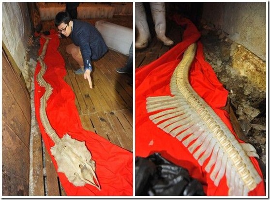 esqueleto dragao 2 thumb Esqueleto de dragão aparece em mar da China