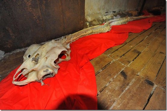 esqueleto dragao thumb Esqueleto de dragão aparece em mar da China