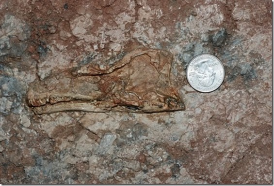 bebe dinossauro thumb Pequeno dinossauro foi descoberto em China
