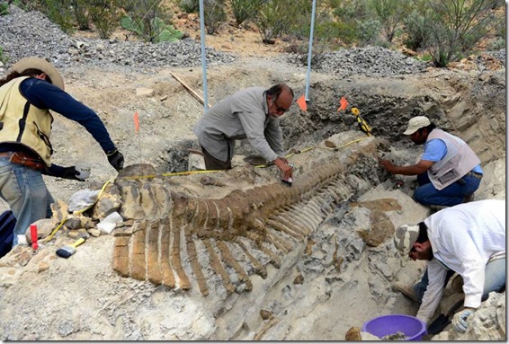 cauda dinossauro 2 thumb Cauda de dinossauro encontrada no México está em perfeitas condições