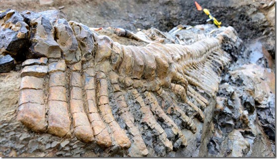 cauda dinossauro thumb Cauda de dinossauro encontrada no México está em perfeitas condições
