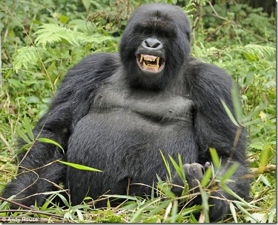 gorilla thumb As Criaturas da Criptozoologia