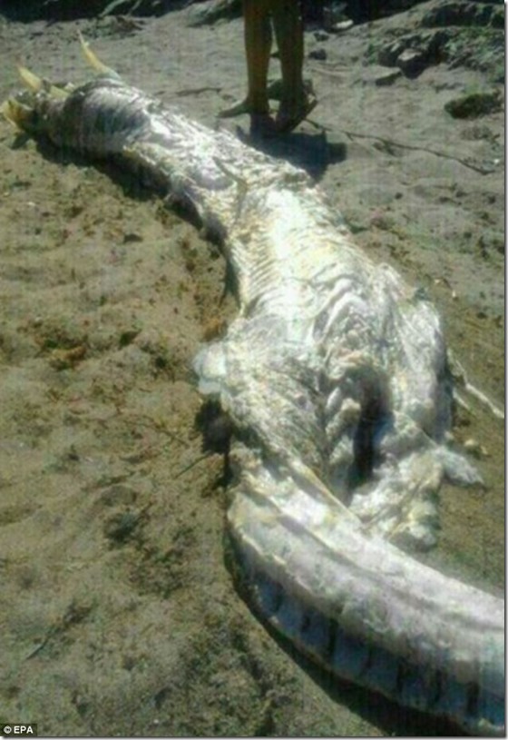 animal desconhecido 2 thumb Animal desconhecido aparece em praia da Espanha