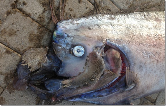 peixe gigante 2 thumb Peixe gigante de 5 metros encontrado na costa da Califórnia