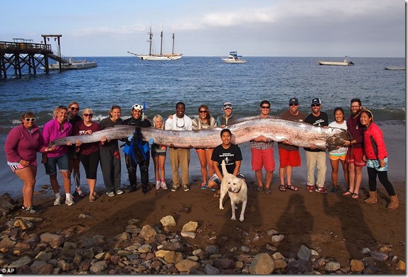 peixe gigante thumb Peixe gigante de 5 metros encontrado na costa da Califórnia