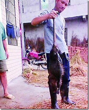 rato gigante thumb Agricultores chineses encontram rato gigantesco de 5 kg