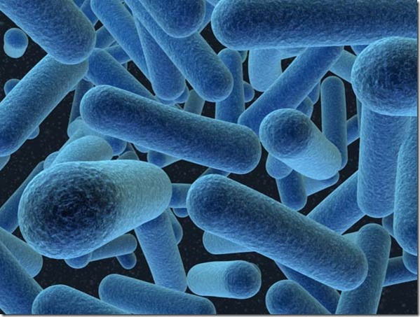 bacteria thumb Cientistas descobrem bactérias que podem prosperar em gravidade zero