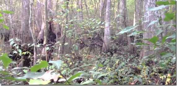skunk ape thumb Skunk Ape filmado em floresta do Mississippi