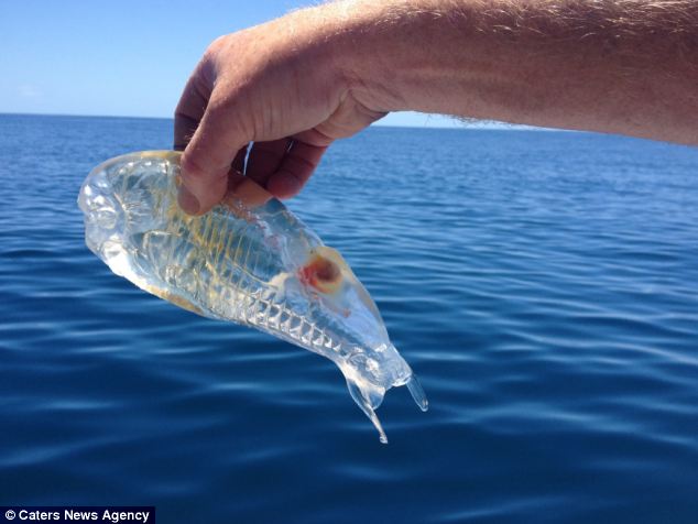 peixe transparente Pescador encontra peixe transparente